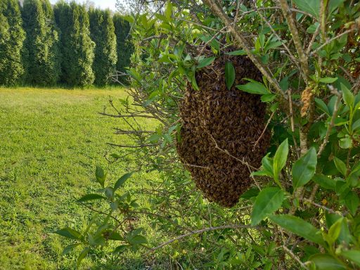 Insektenbekämpfung