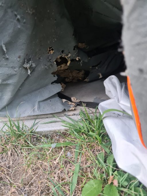 Insektenbekämpfung